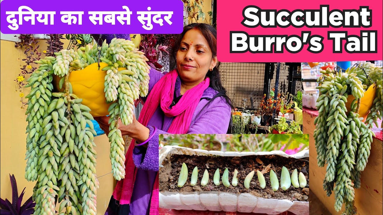 Burro's Tail Plant Succulent 🌵 Burro's Tail Propagation And Care / Burro's Tail / Donkey Tail Care
