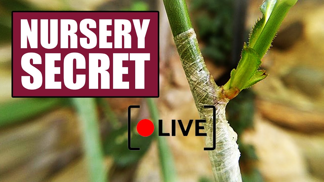 Rose Bud Grafting: How Top Rose Nurseries Do it!