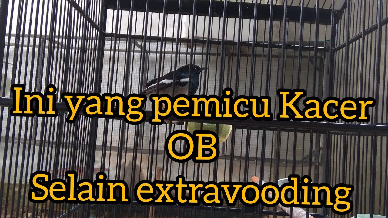 penyebab Kacer over birahi
