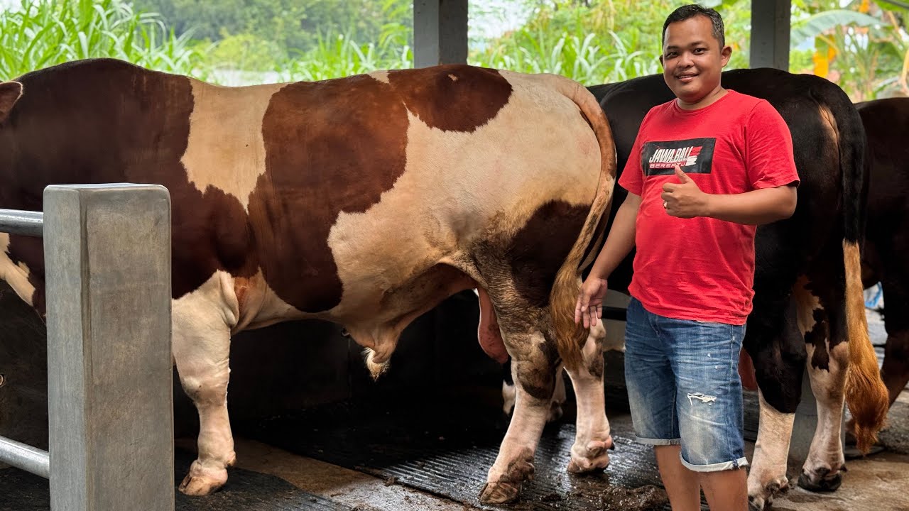 PETERNAK SAPI DAN PEDAGANG PERLU DI CONTOH ‼️