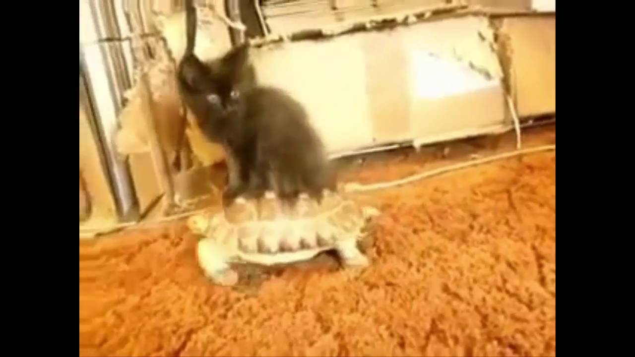 Gato montando sobre tortuga