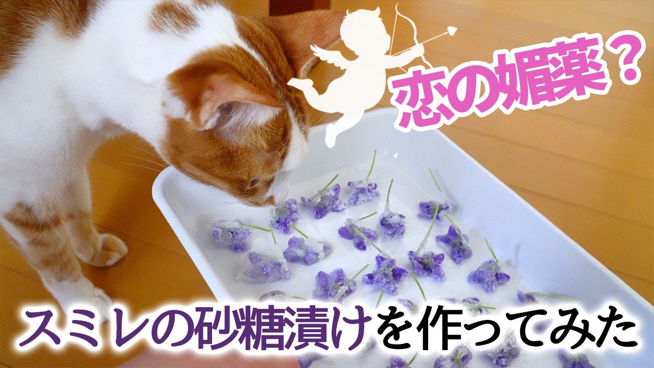 媚薬と言われるスミレの砂糖漬けを作ってみた ＃429
