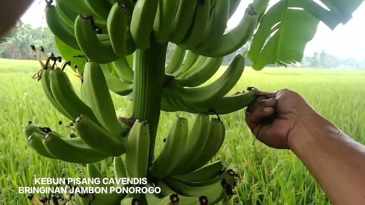 TIF AGAR BUAH PISANG BISA BESAR DAN PANJANG