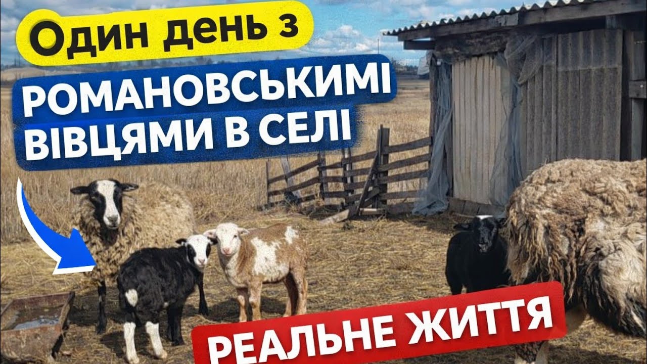 Один день з романовськими вівцями в селі | Реальне сільське життя