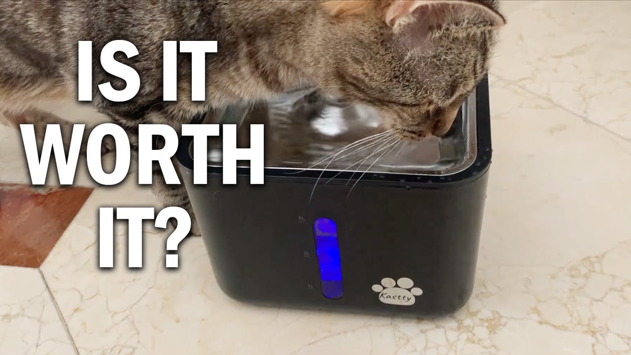 Kastty Cat Water Fountain Review - Is It Worth It?
