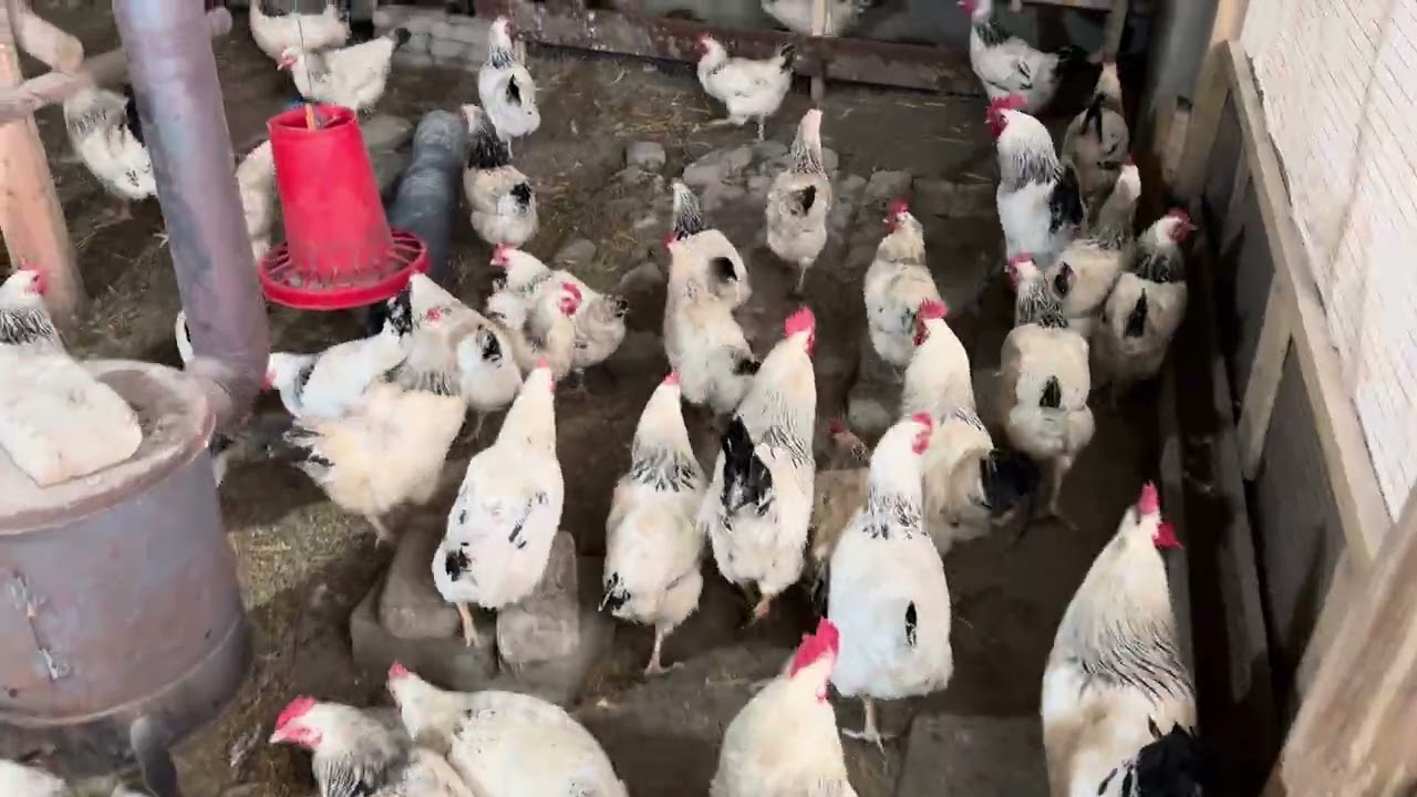АДЛЕРИСКИ ЖОЖАЛАРИ СОТИЛАДИ БИР ОЙЛИК ЖОЖАЛАР ☎️+998508830555