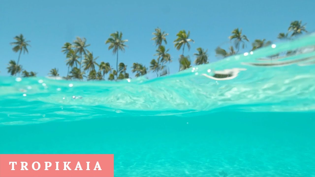 Tropical Paradise: (HD) Clips of Island Life