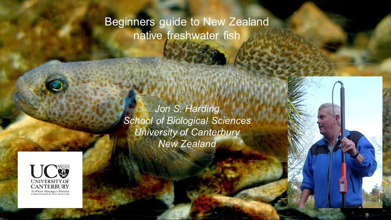 Beginners guide to NZ native freshwater fish Jon Harding