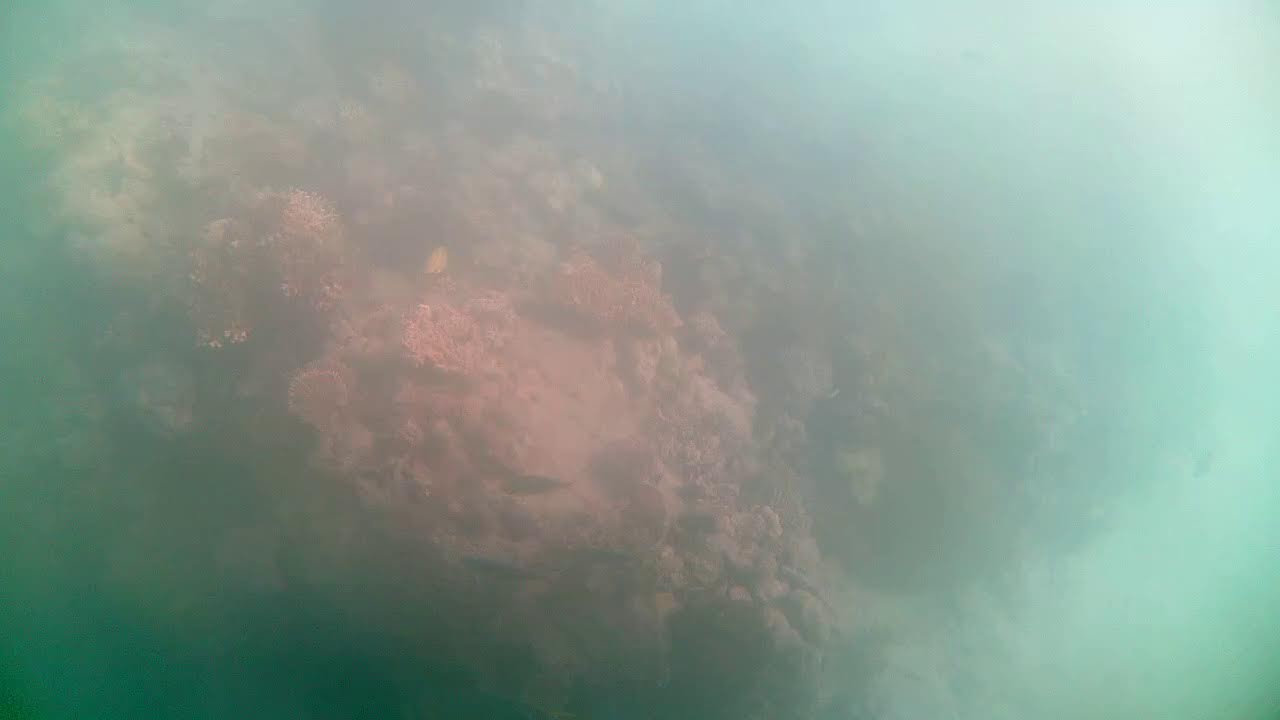 Underwater Cam - Green Island - Great Barrier Reef