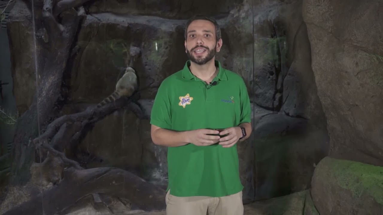 ¡Descubre las principales especies de la Selva del Amazonas!
