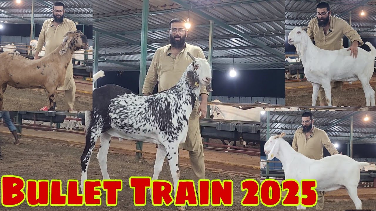 Bullet Train 2025 Classic Goat Farm | 300 High Quality Goats Nadeem Bhai Classic Goat Farm Bhiwandi