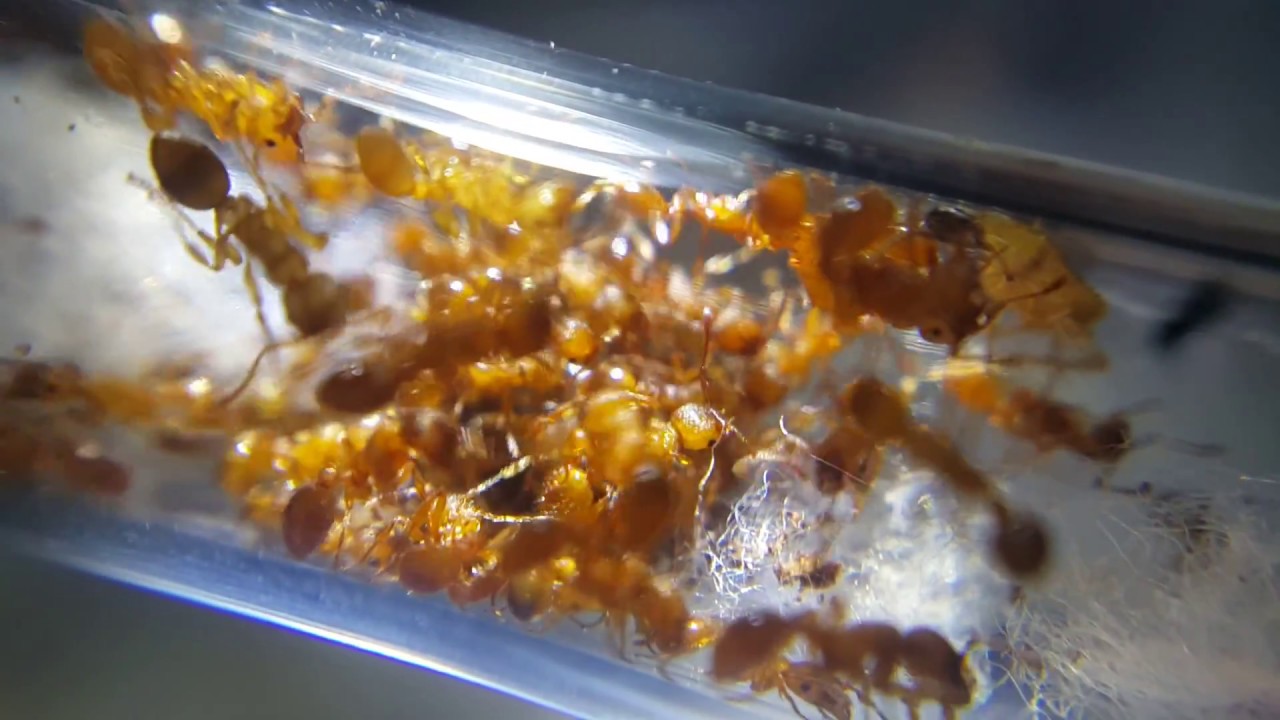 Myrmica scabrinodis