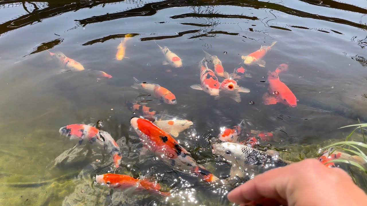 Moje oczko wodne , strumień , karpie koi , pond 27.05.2023