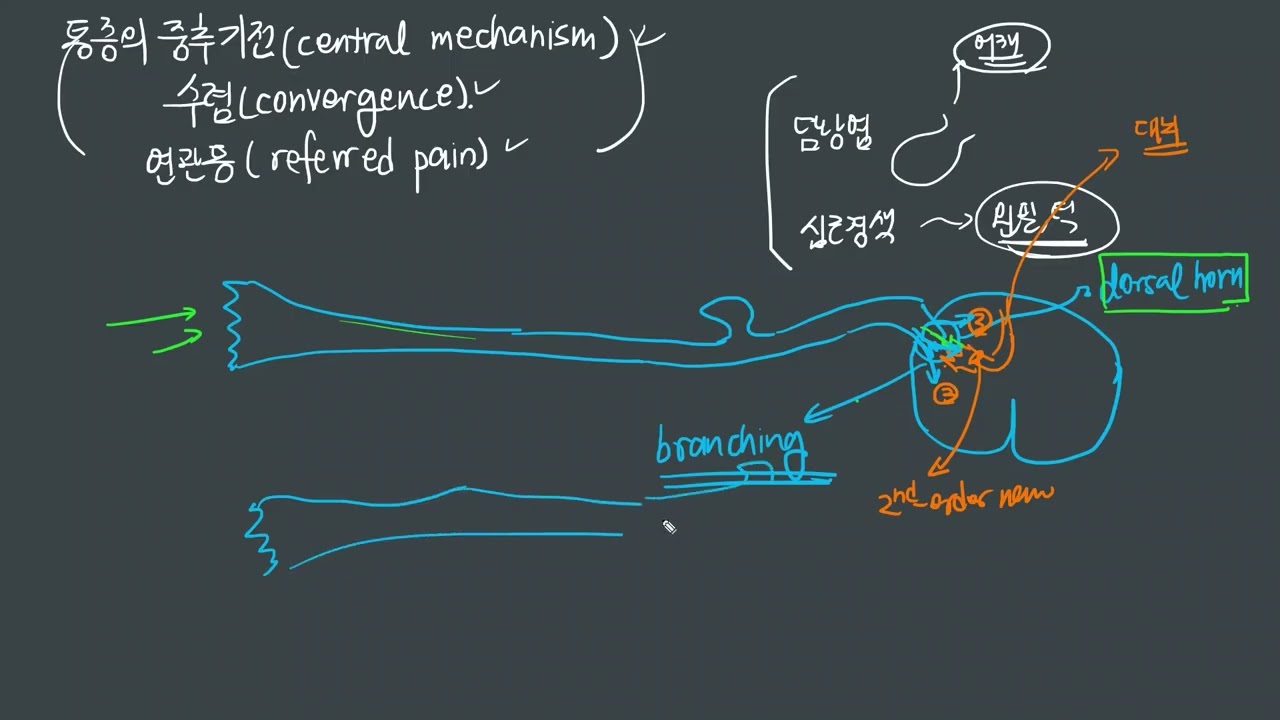 PAIN-15 통증의 중추기전(central mechanism), 수렴(convergence), 그리고 연관통(referred pain)