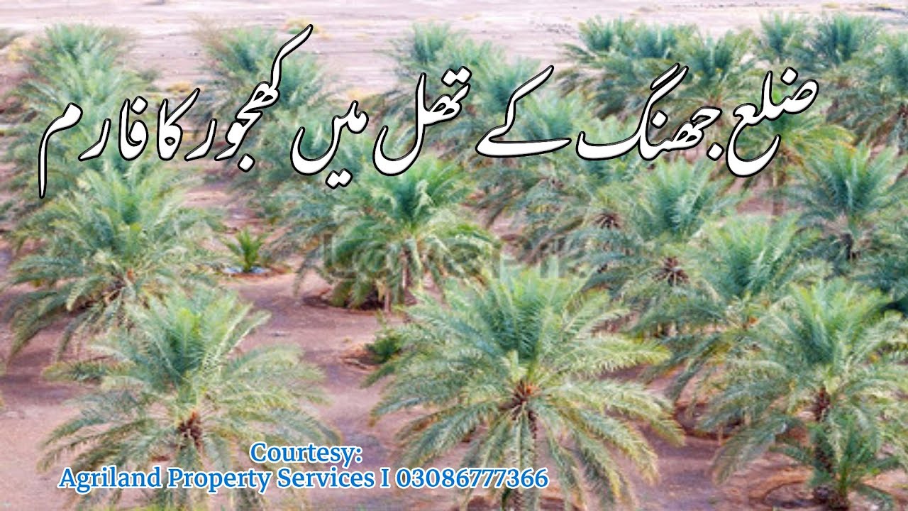 Jhang ky thal mn khajoor farm I changezi khajoor in thal l sasta barani raqba