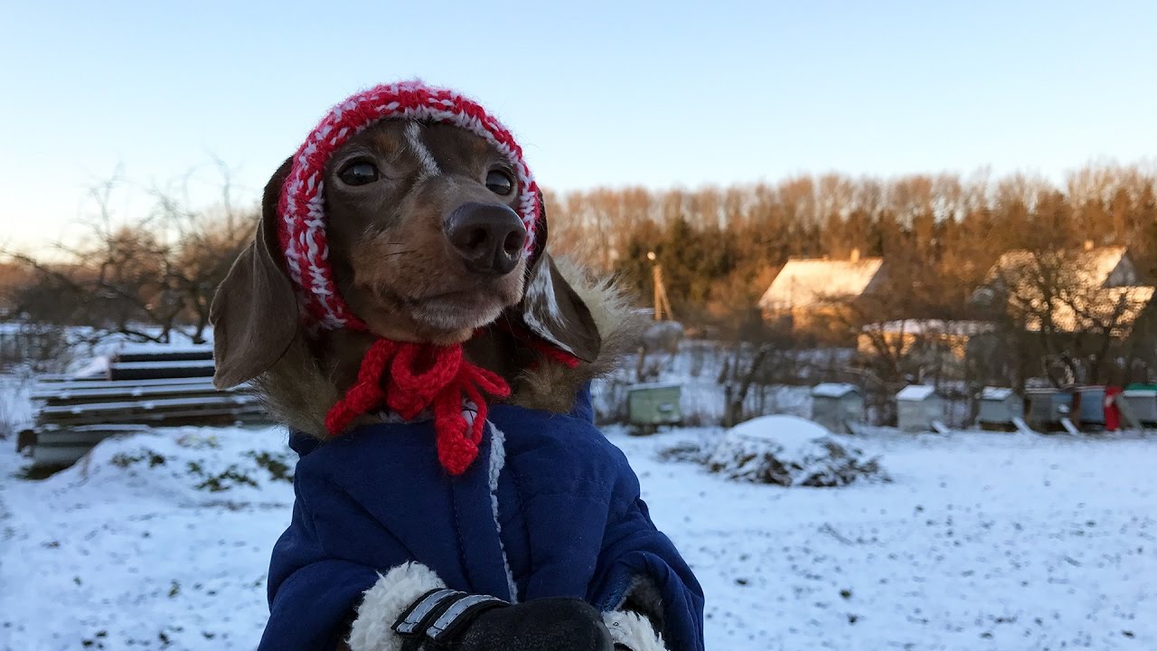 Frosty Paws