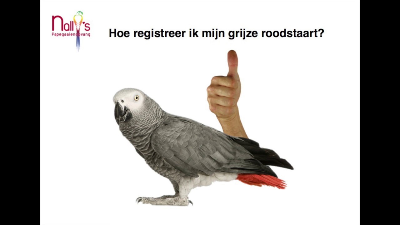 Cites grijze roodstaart uitleg