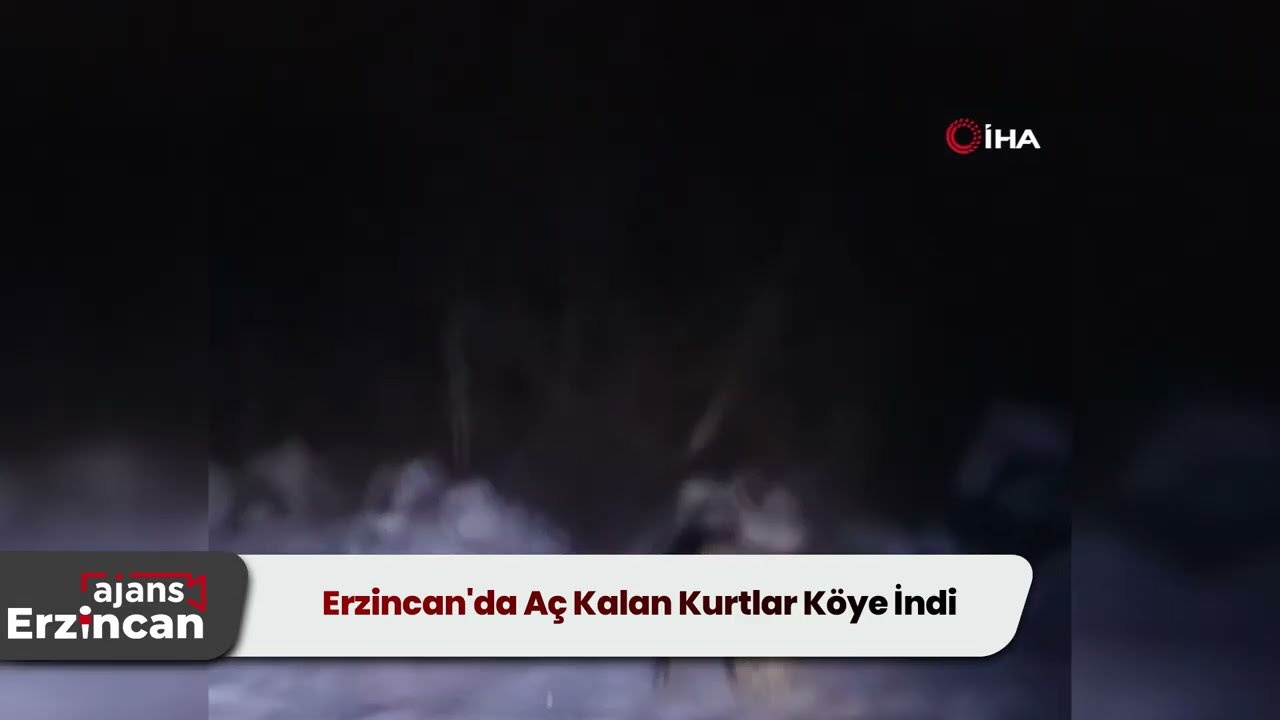 Erzincan'da Aç Kalan Kurtlar Köye İndi