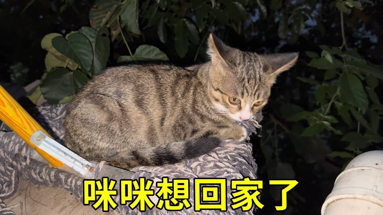 咪咪前脚受伤，想回家求助，被黑妞母子拒之门外！#日常生活 #记录生活
