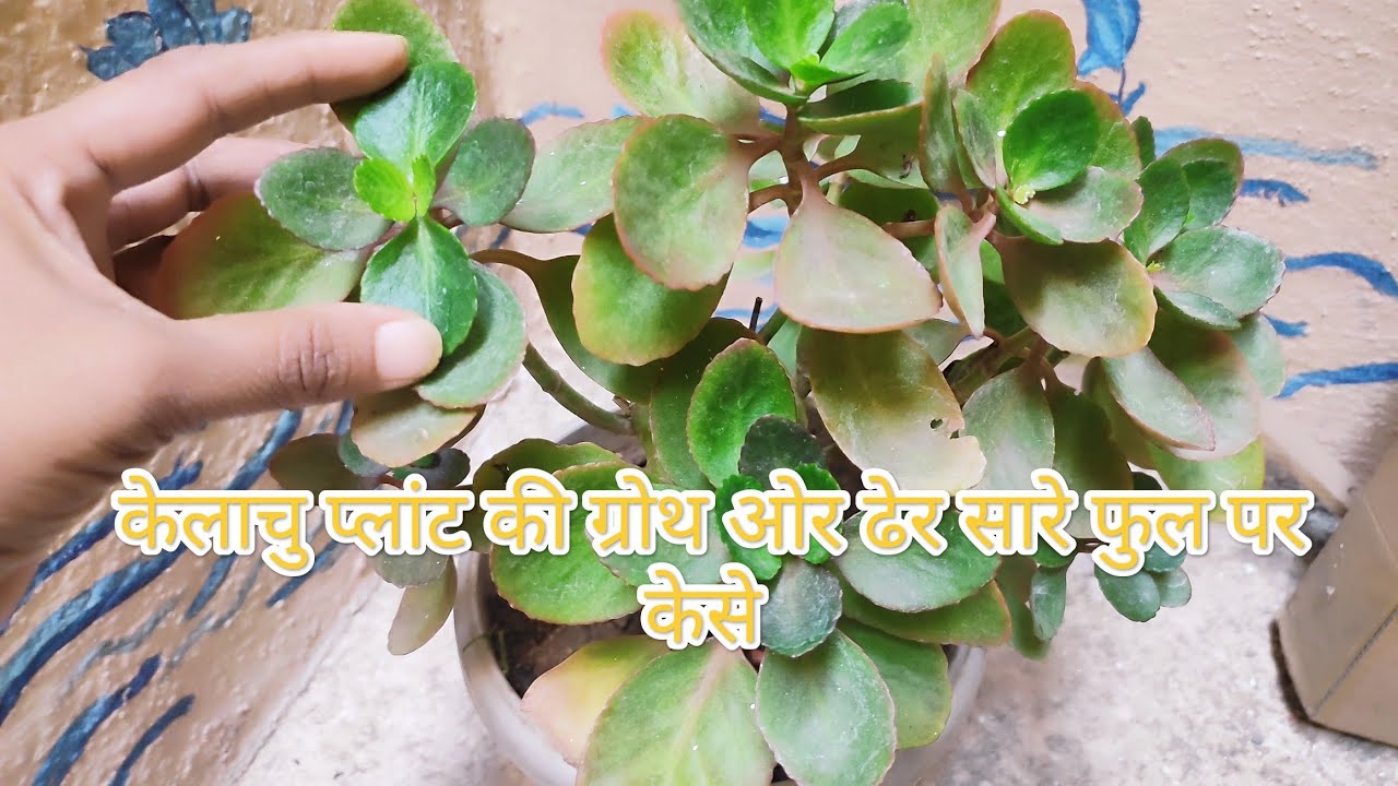 केलाचु प्लांट की ग्रोथ ओर ढेर सारे फुल पर कैसे!