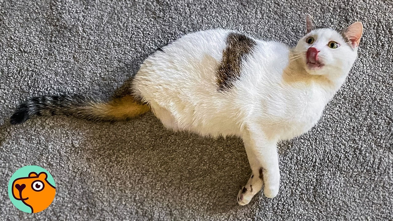 Woman Finds a Tiny Kitten With Two Legs. She Can't Believe It! | Cuddle Buddies