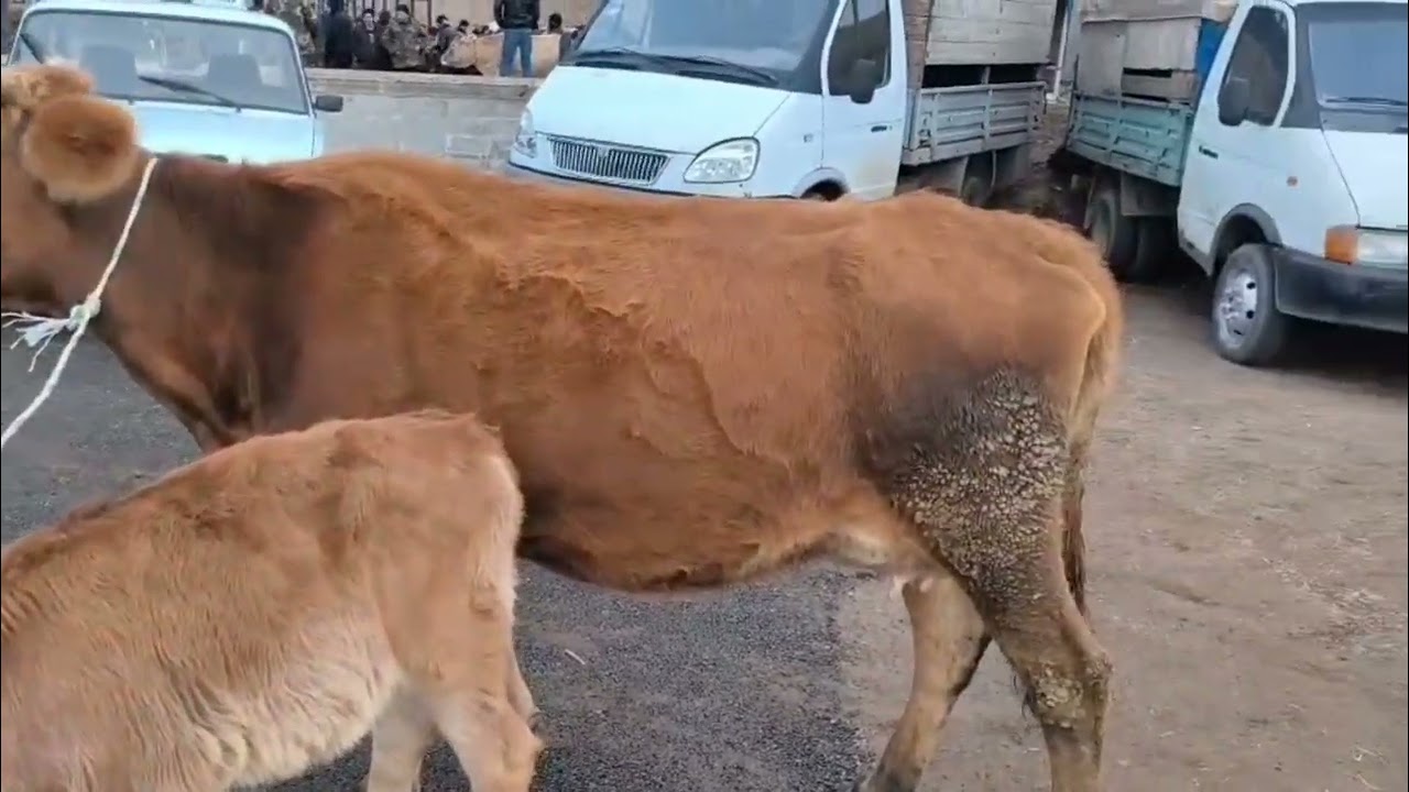 GƏNCƏ MAL BAZARI 28.12.2025