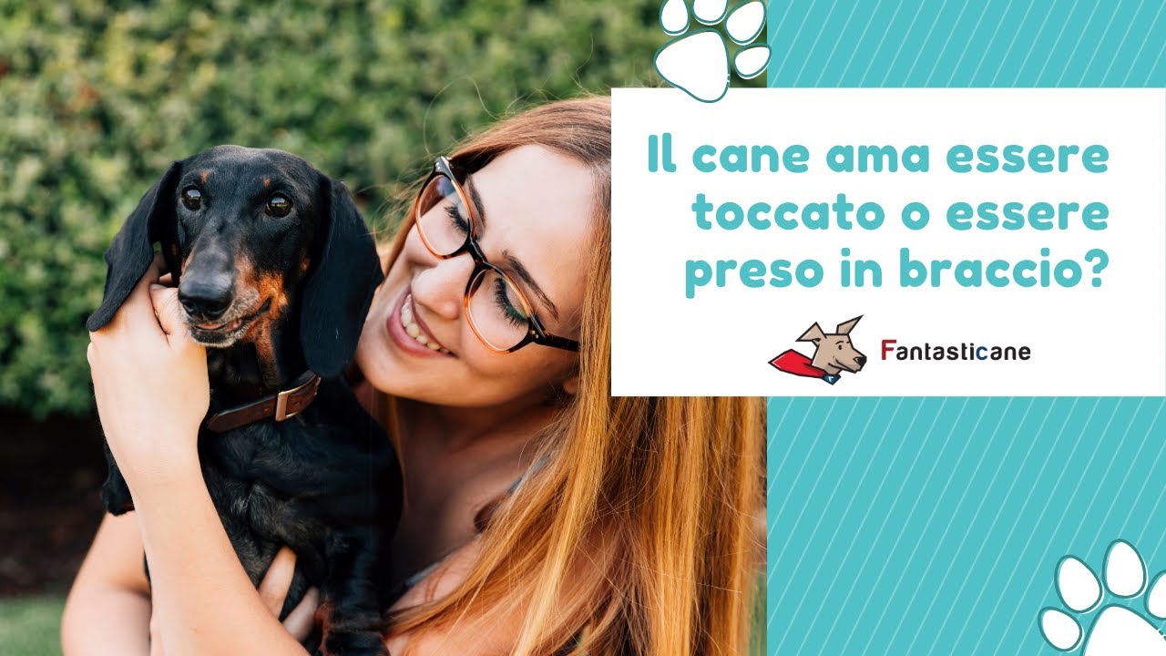 Il cane ama essere toccato o essere preso in braccio?
