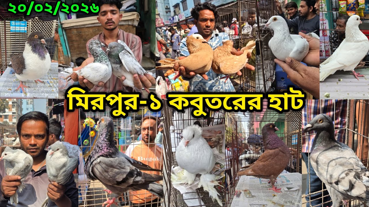 ২০/০২/২০২৬ মিরপুর-১ কবুতর হাট || মিরপুর-১ কবুতরের হাট ২০২৬ || Mirpur-1 Pigeon Market || কবুতর বাজার