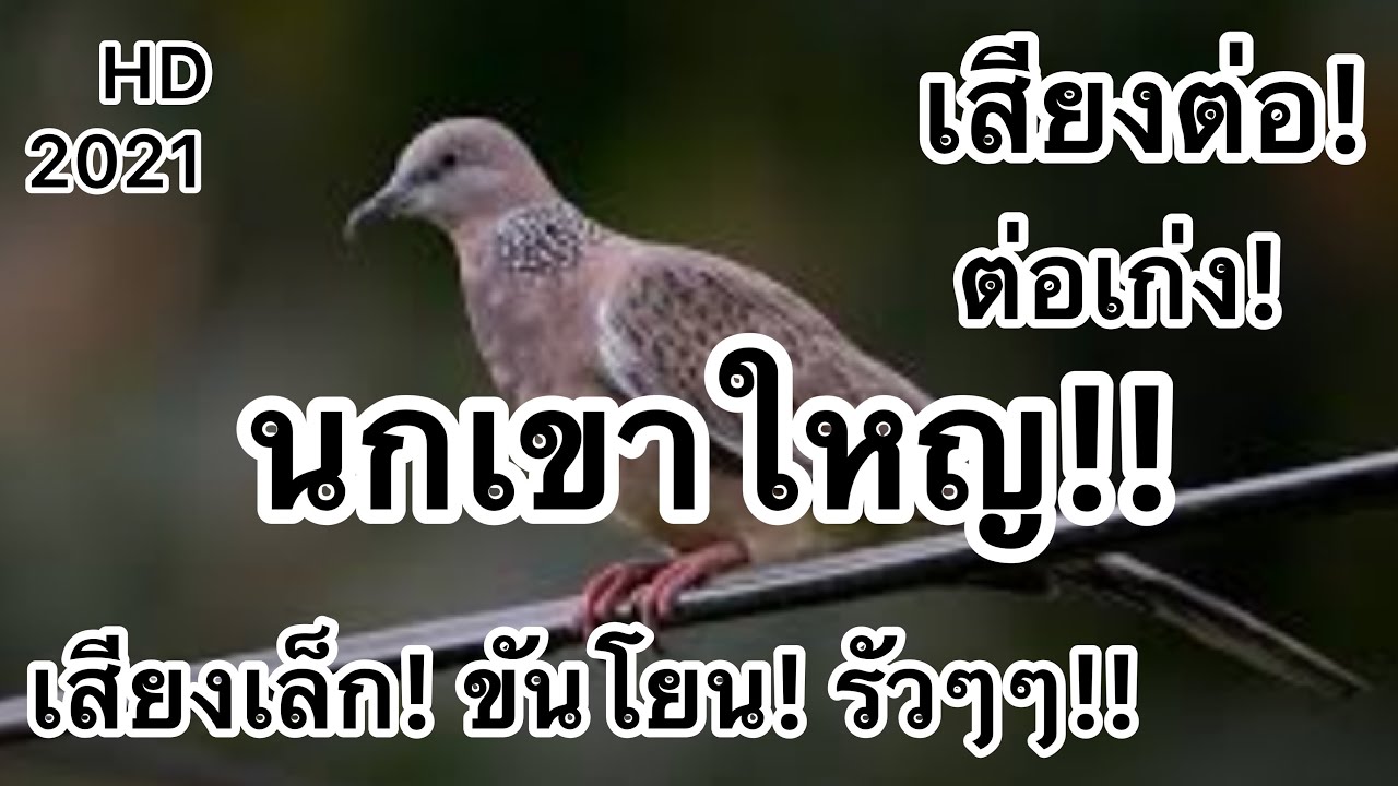 เสียงนกเขาใหญ่! เสียงเล็ก! เสียงต่อเสียงเล็ก!