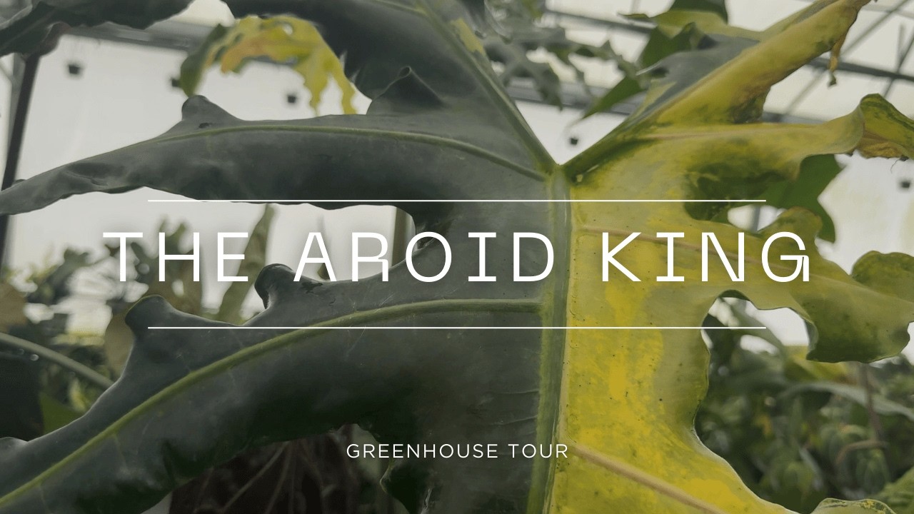 Tour an Aroid Expert's Million Dollar Collection