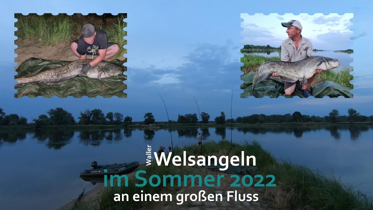 Welsangeln in einem großem Fluss - Waller im Sommer 2022