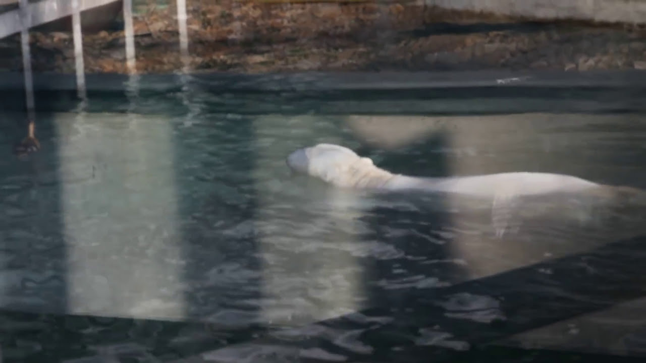 Duck vs. polar bear at Budapest Zoo