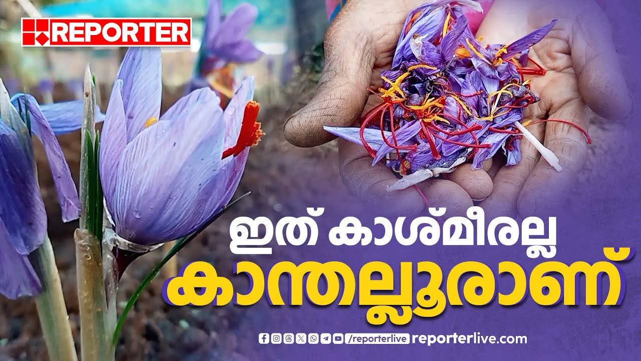 കാന്തല്ലൂരിന് ഭംഗിയേകാൻ കുങ്കുമപ്പൂവും | Saffron | Kanthalloor