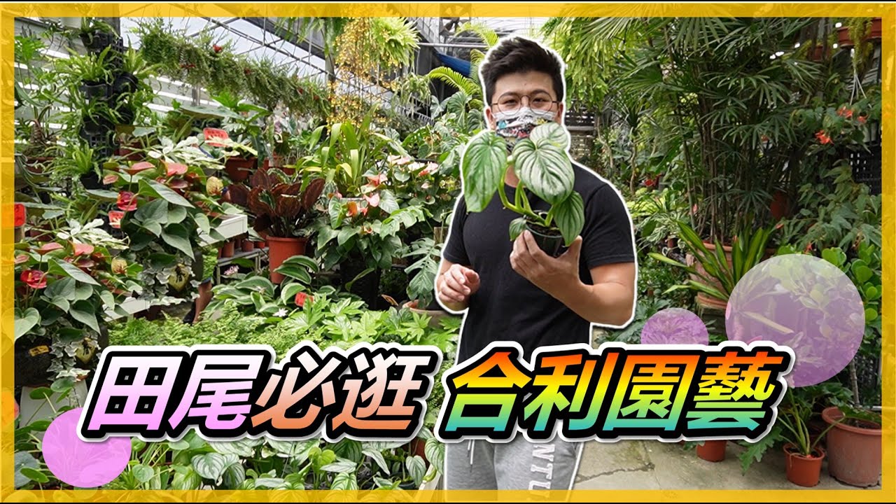 【田尾系列 ep26】gardening shop 合利園藝–田尾必逛名店，占地超大，產品最全，花況優良，價錢合理。#伊恩愛種花 ＃田尾。