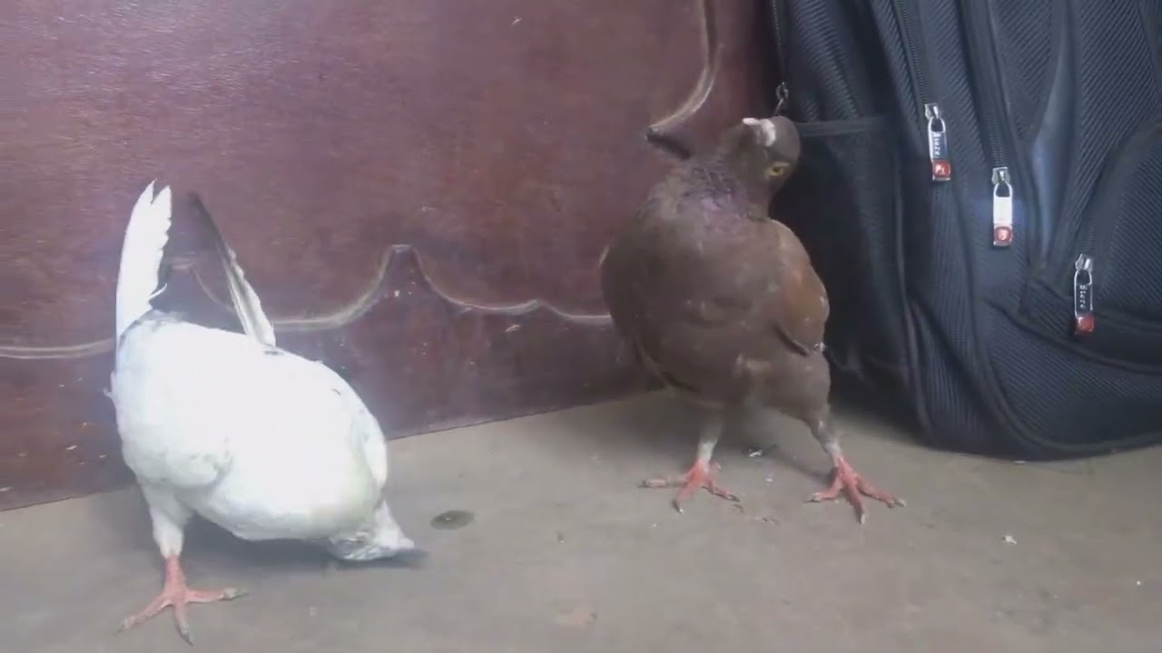 LA CATASTROPHE DANS UN ELEVAGE DE PIGEONS : LA MALADIE DE NEWCASTLE.