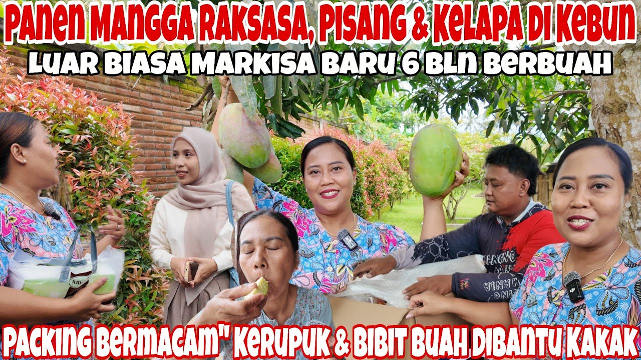PANEN MANGGA RAKSASA BUAT ADIKNYA MBA @DianBara @ViraPutrii‼️PANEN PISANG KEPOK DAN KELAPA DI KEBUN