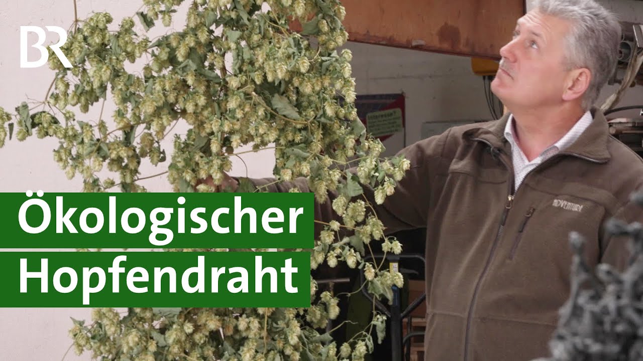 Weniger Plastik im Hopfenbau durch biologisch abbaubaren Draht? | Hopfen Doku | Unser Land | BR