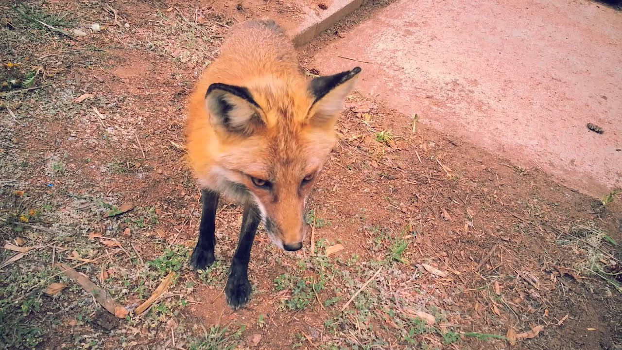 Rusty Our Friendly Red Fox