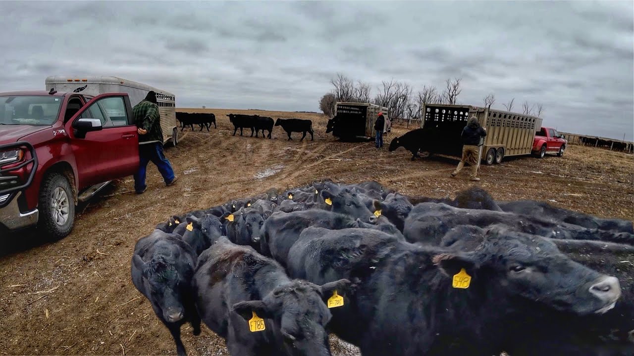 Bringing the Cattle Herd Home