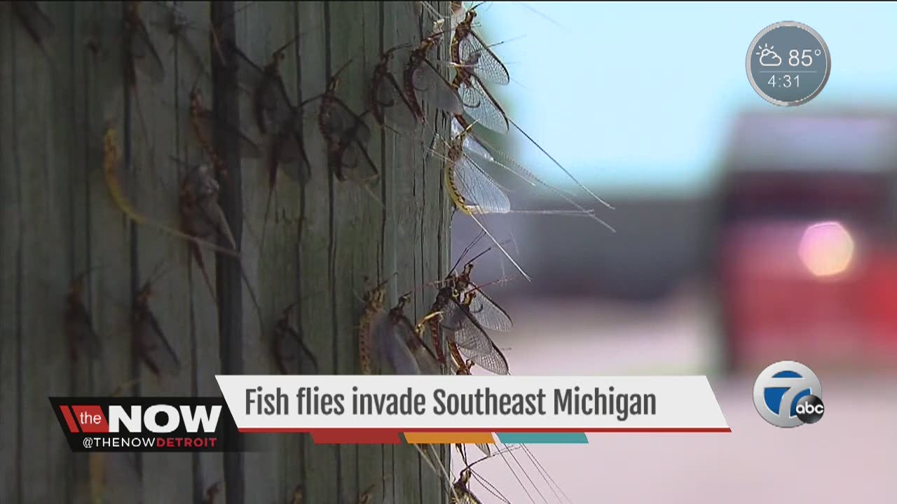 Fish flies invade Southeast Michigan