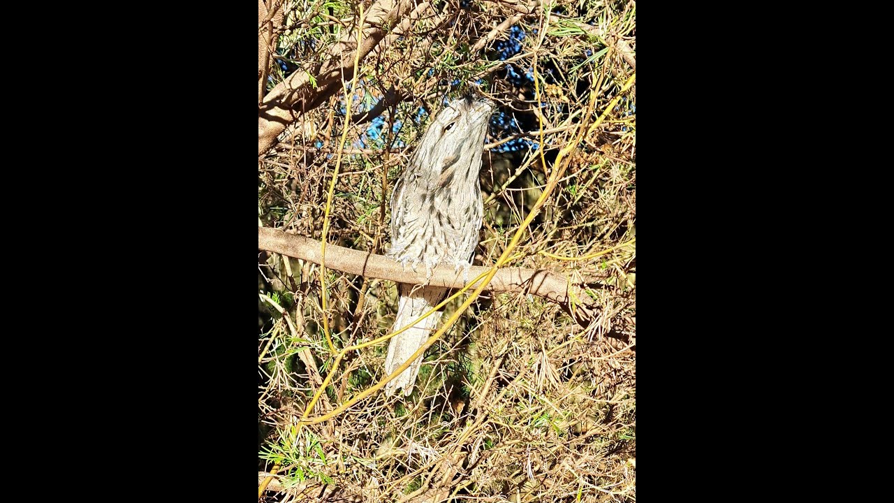 Tawny Frogmouth