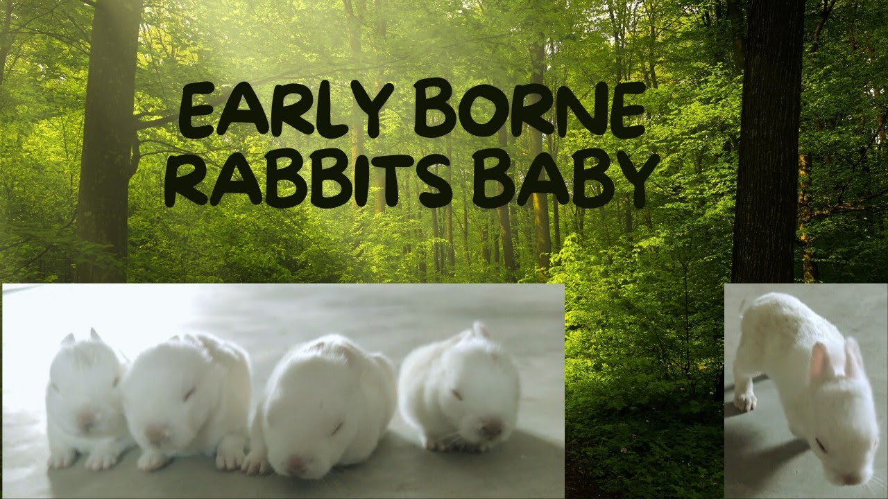 Early Borne Rabbits Baby | 10 Day's Old Cute Rabbits @anilsachin