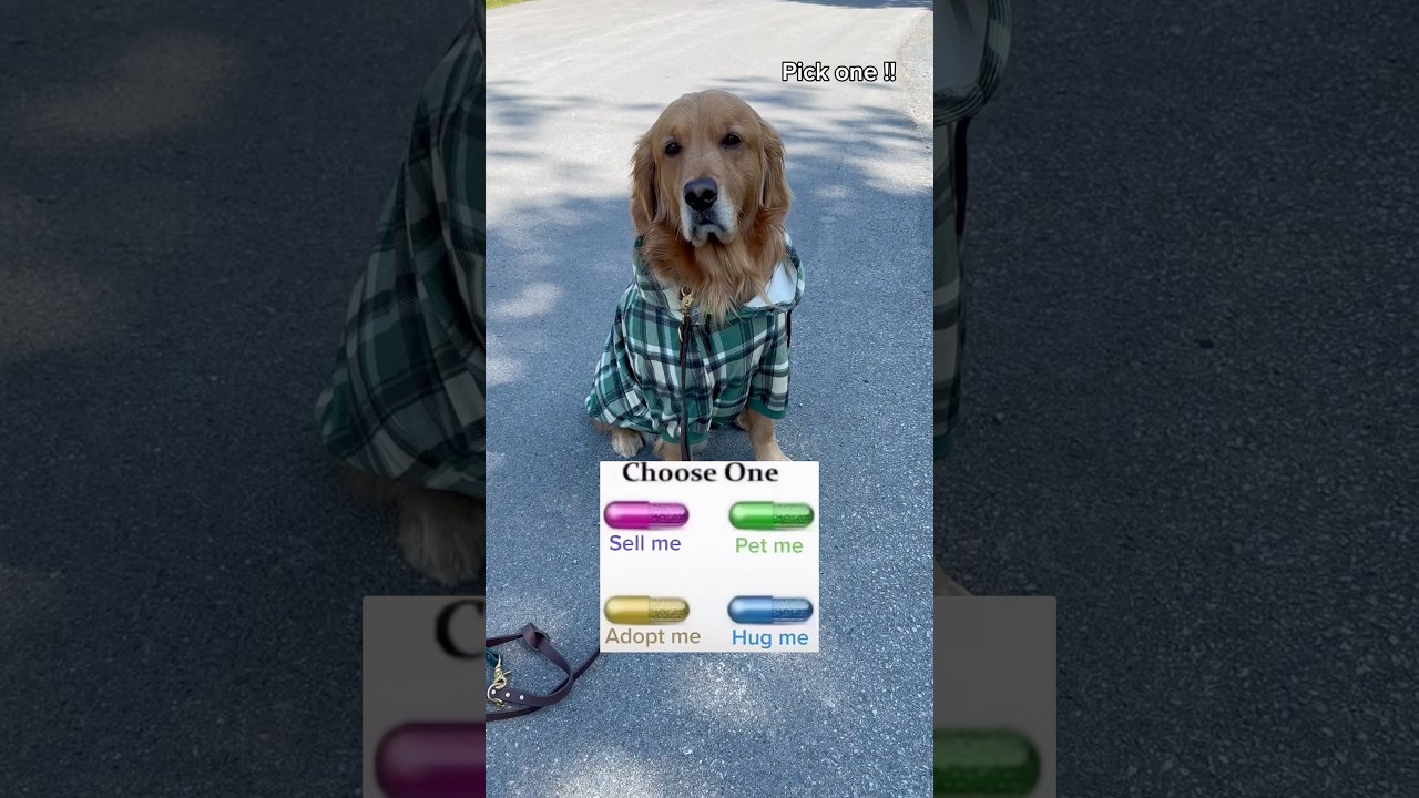 LINK IN BIO . Code TUCKER15 #goldenretreivers #dog #dogbreed #puppy #pets