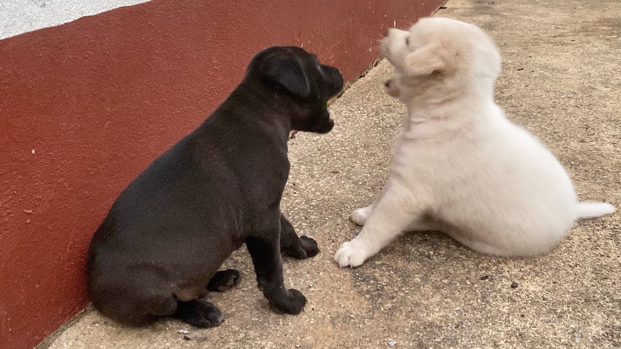 It’s Time For He Let's play together in The Evening Before Eating 😂