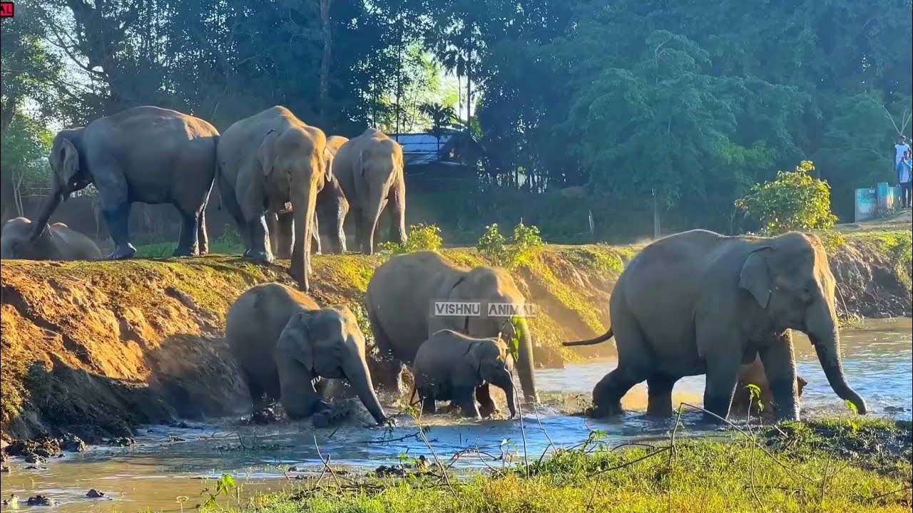 1 February 2026 #assam #animals