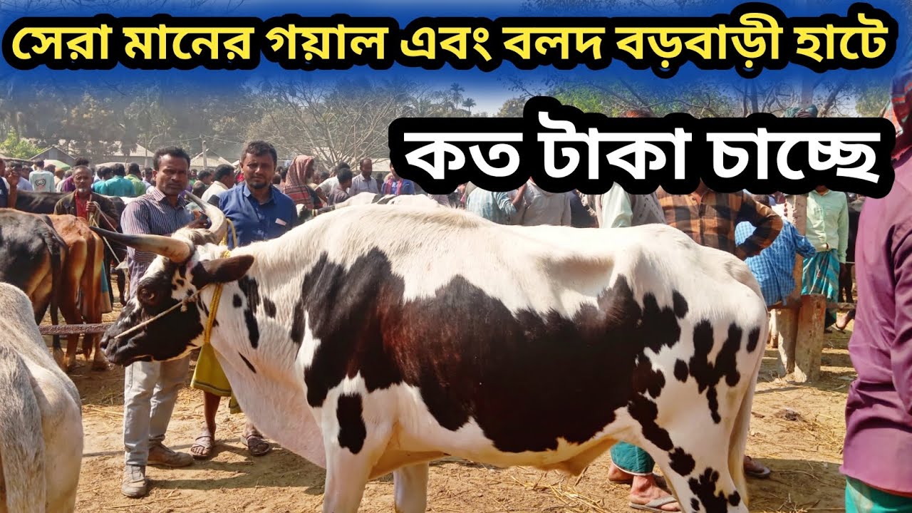 ১৮/২/২৬|আজ বড়বাড়ি হাটে সেরা মানের ইন্ডিয়ান বলদ এবং গয়াল কেমন দাম চাচ্ছে এবংকেমন দামে বেচাকেনা হচ্ছে