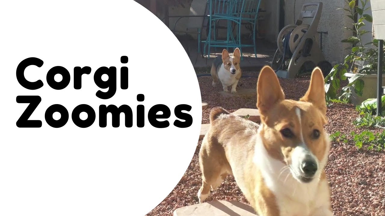NONSTOP Corgi Zoomies