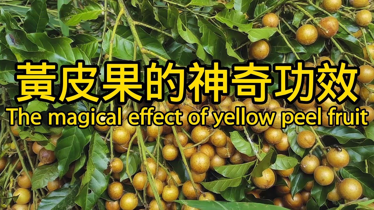 黄皮果的功效与作用 The magical effect of yellow peel fruit