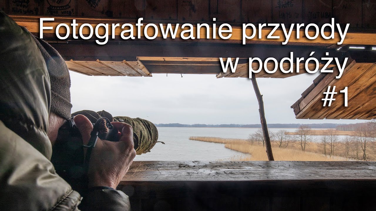 Fotografowanie przyrody w podróży. Stawy Milickie, Odra. Łabędzie krzykliwe, bocian czarny...