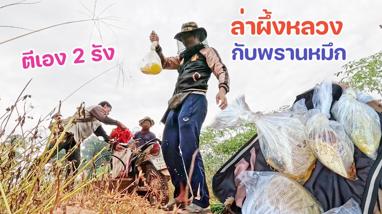 หาผึ้งกับพรานหมึก พรานไก่ แบบเต็มระบบ 1 วัน ได้เยอะมาก สนุก ตีเอง 2 รัง